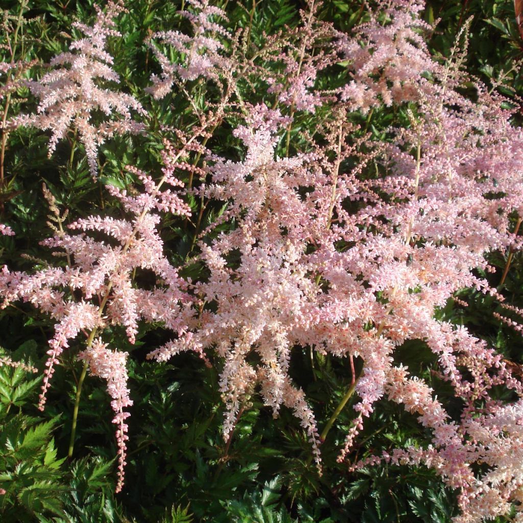 Astilbe simplicifolia Pink Lightning