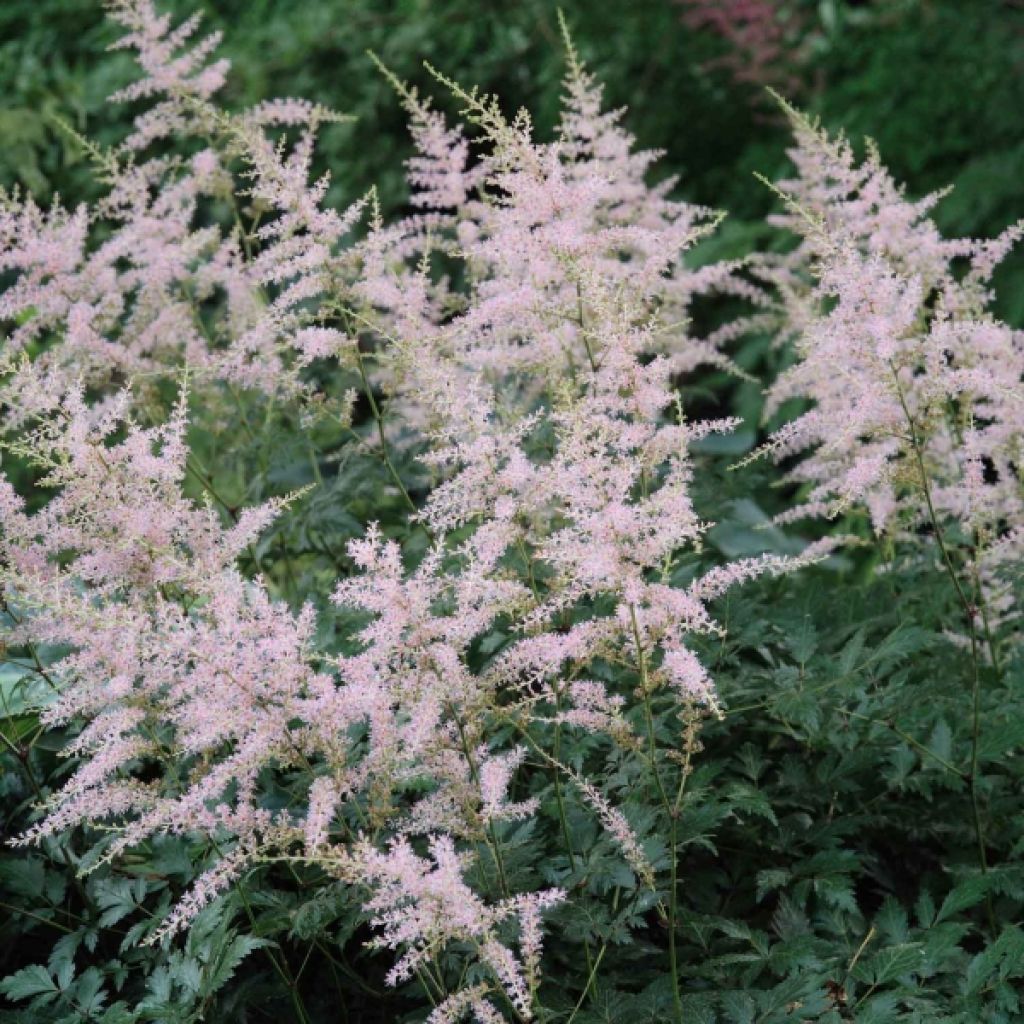 Astilbe simplicifolia Hennie Graafland