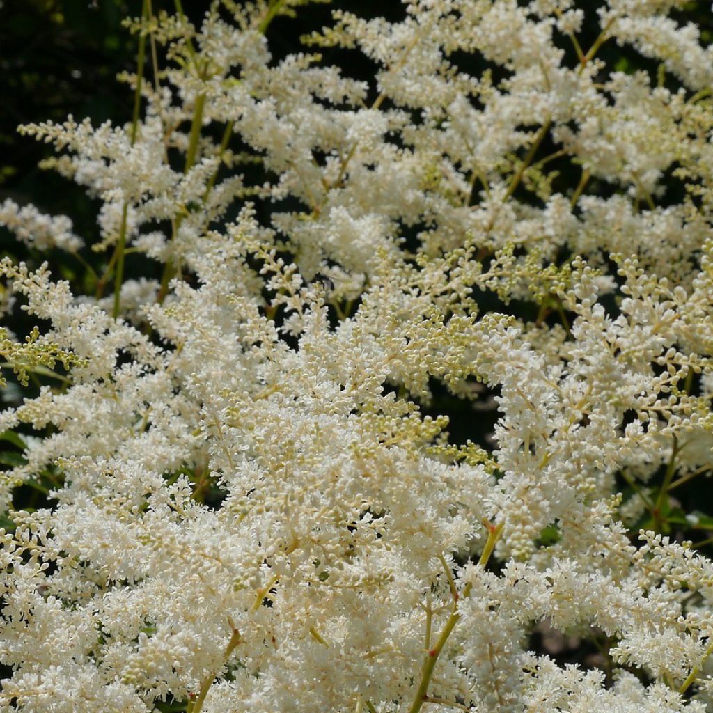 Astilbe simplicifolia Sprite - Astilbe à feuilles simples Sprite