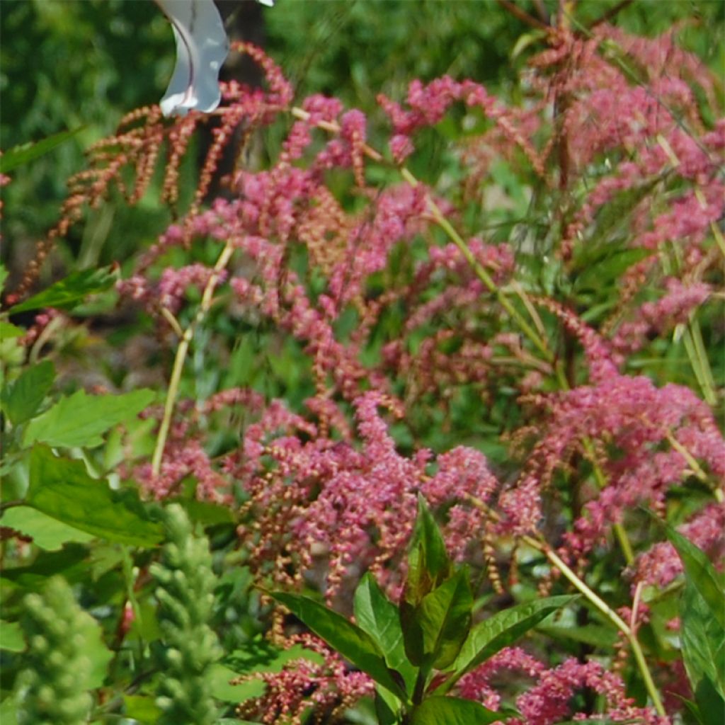 Astilbe thunbergii Straussenfeder - Astilbe thunbergii Ostrich Plume