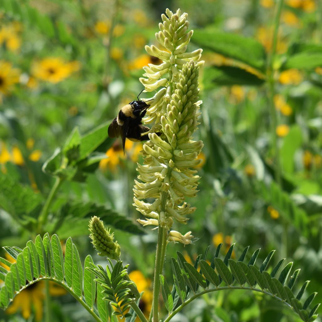 Astragalus canadensis - Astrágalo de canadá