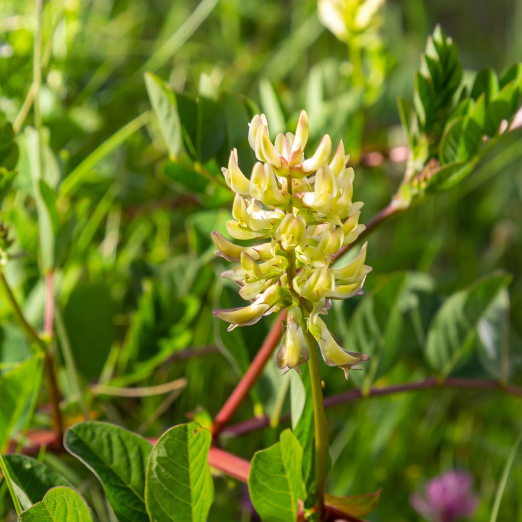 Astragalus glycyphyllos - Orozuz falso