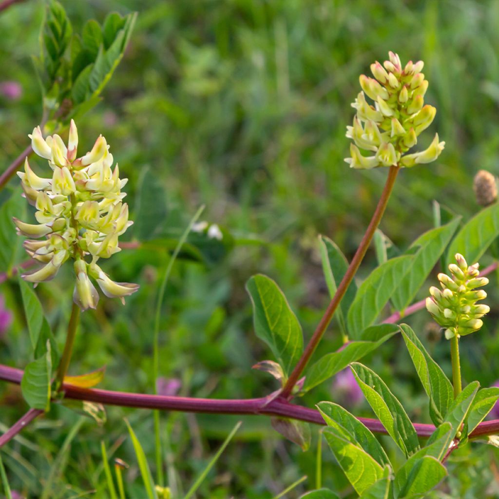 Astragalus glycyphyllos - Orozuz falso