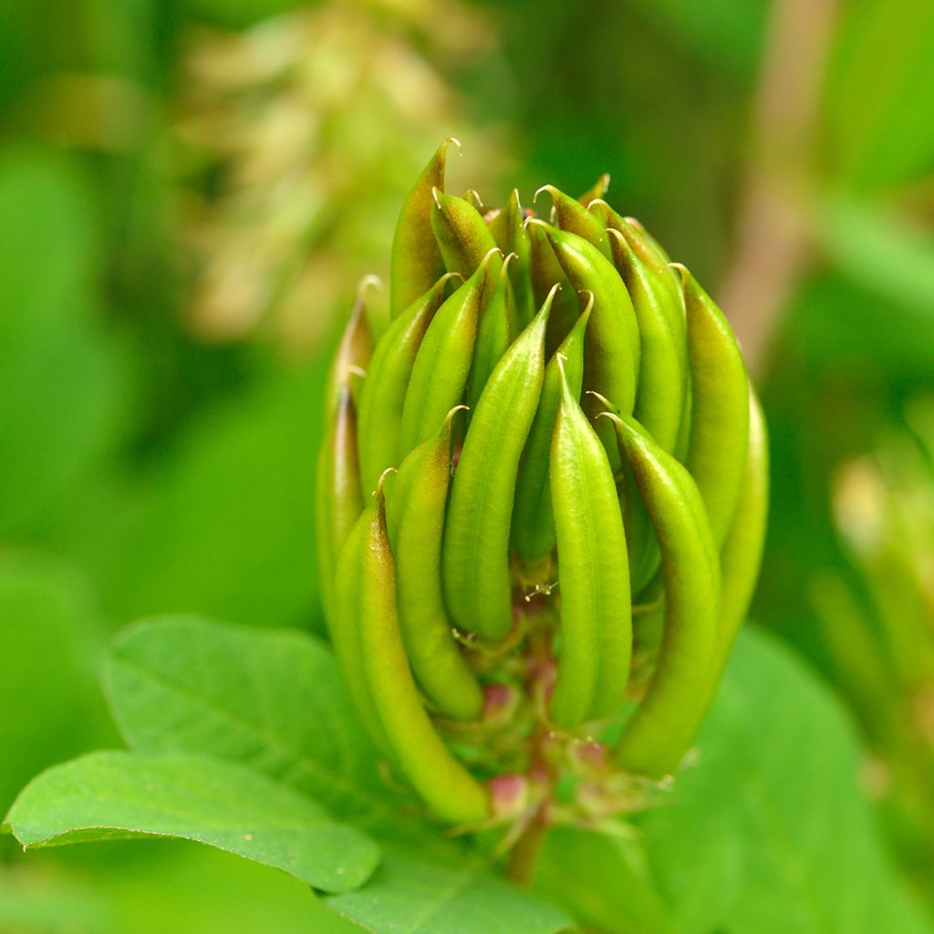 Astragalus glycyphyllos - Orozuz falso