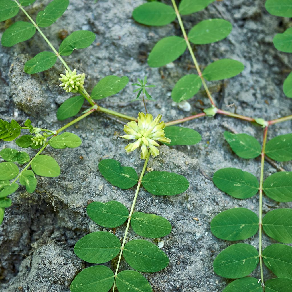 Astragalus glycyphyllos - Orozuz falso