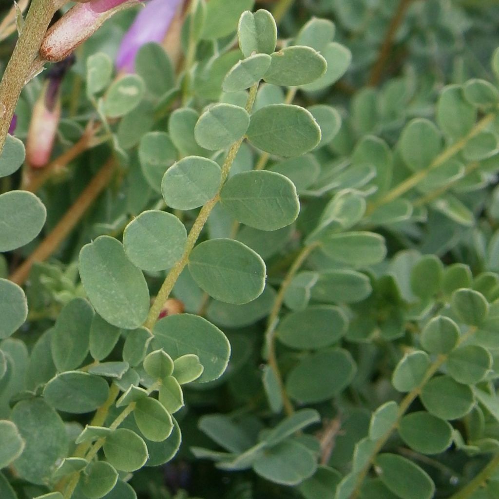 Astragalus monspessulanus