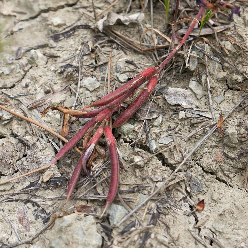 Astragalus monspessulanus