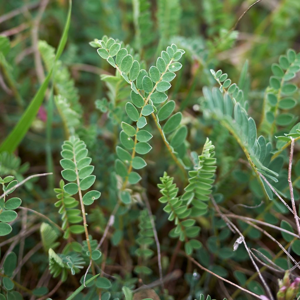 Astragalus monspessulanus