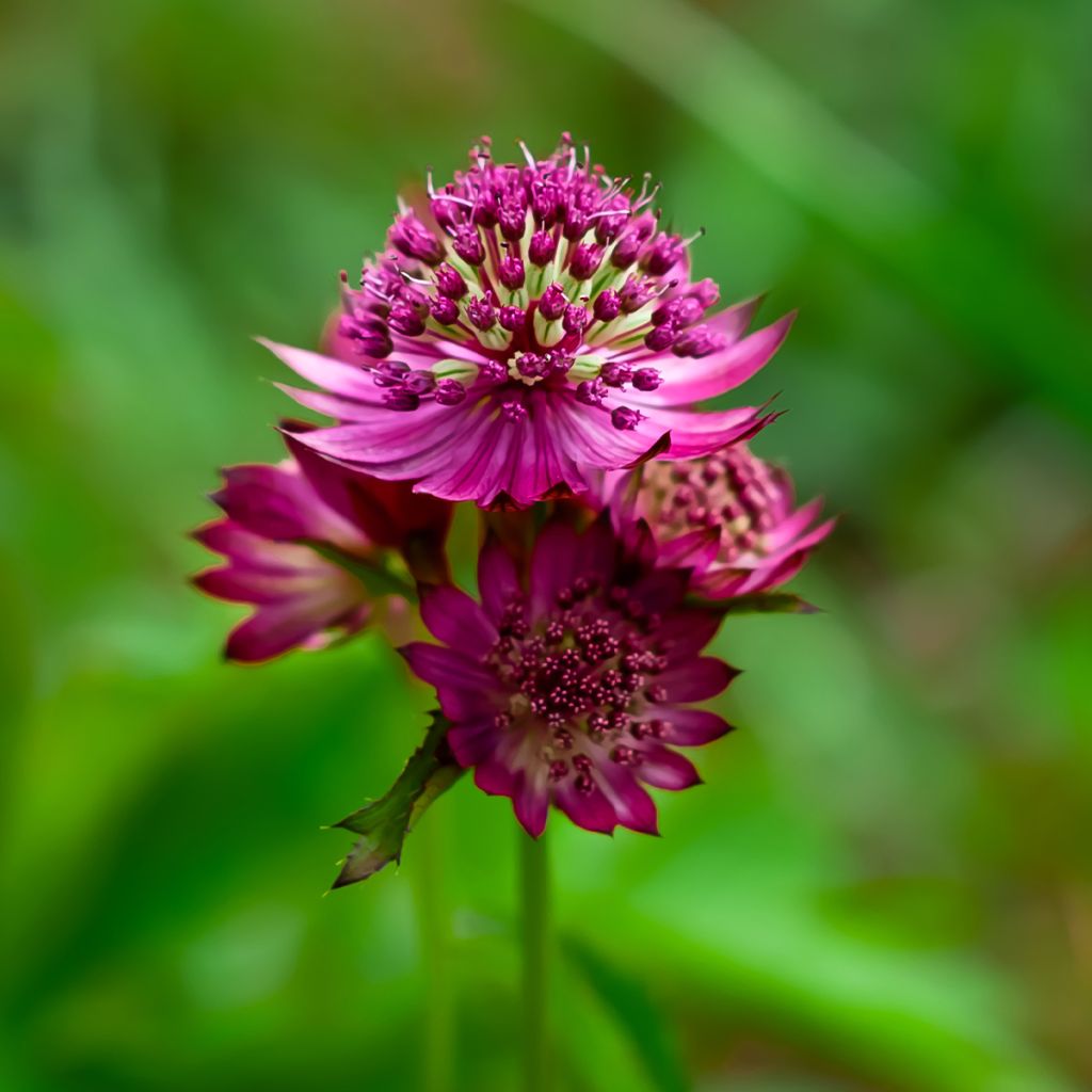 Sanícula hembra Star of Love - Astrantia major