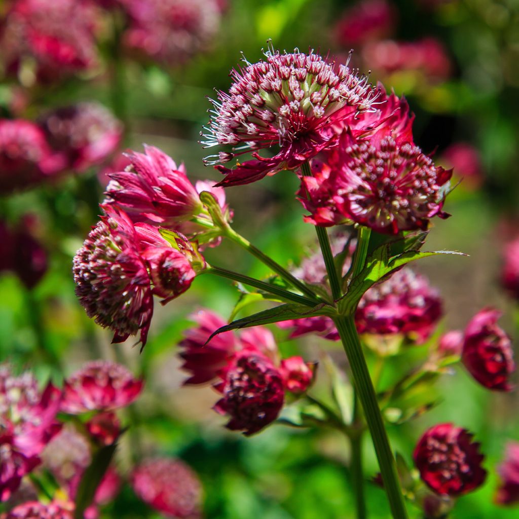 Sanícula hembra Star of Love - Astrantia major