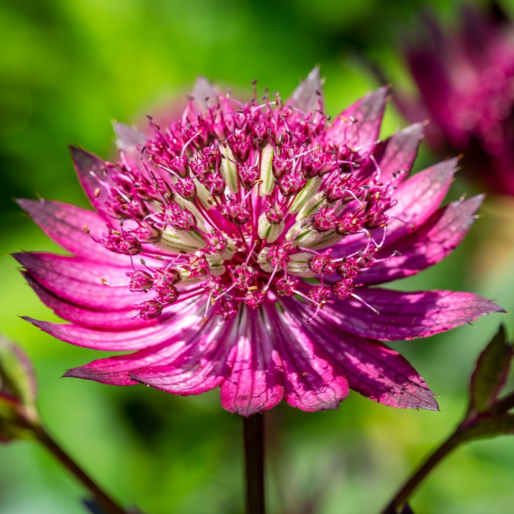 Sanícula hembra Star of Love - Astrantia major