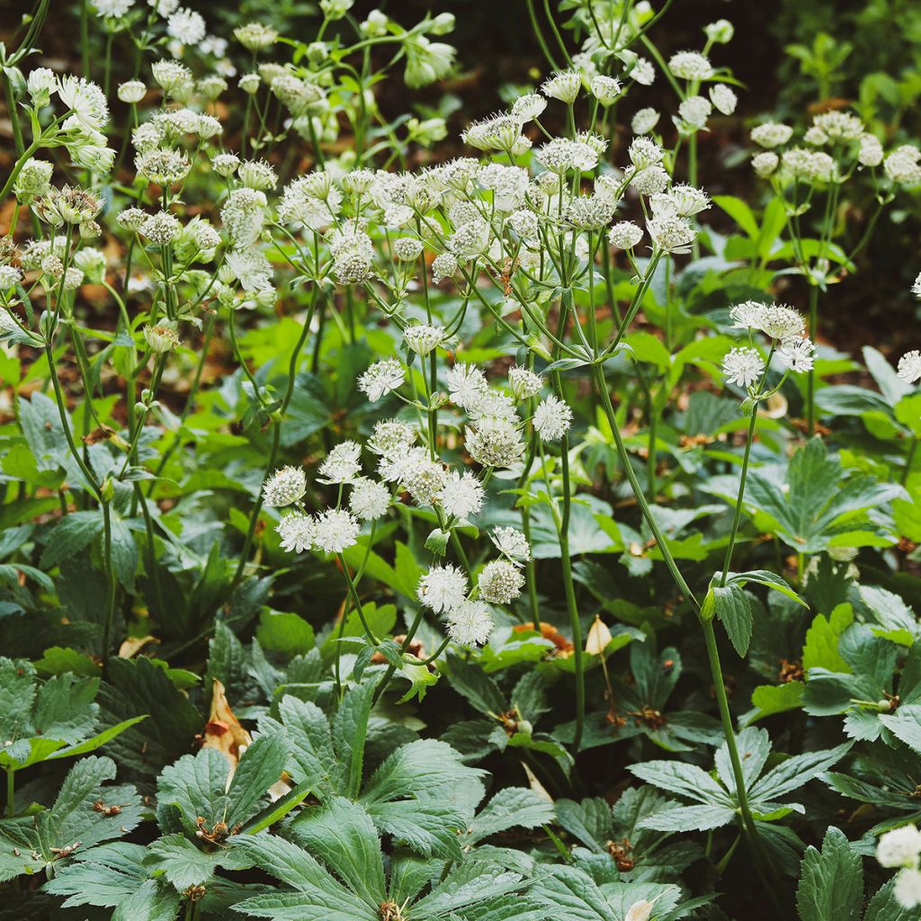 Sanícula hembra Alba - Astrantia major