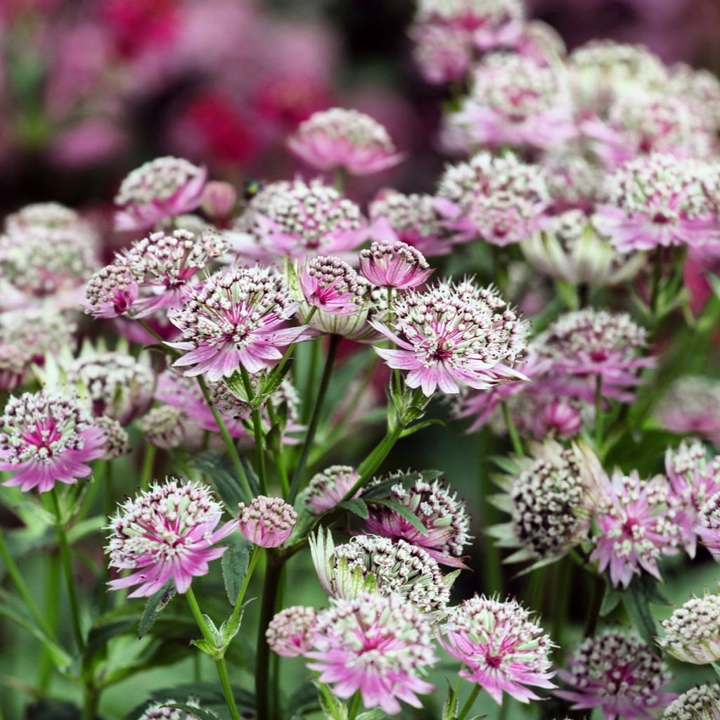 Sanícula hembra Buckland - Astrantia major