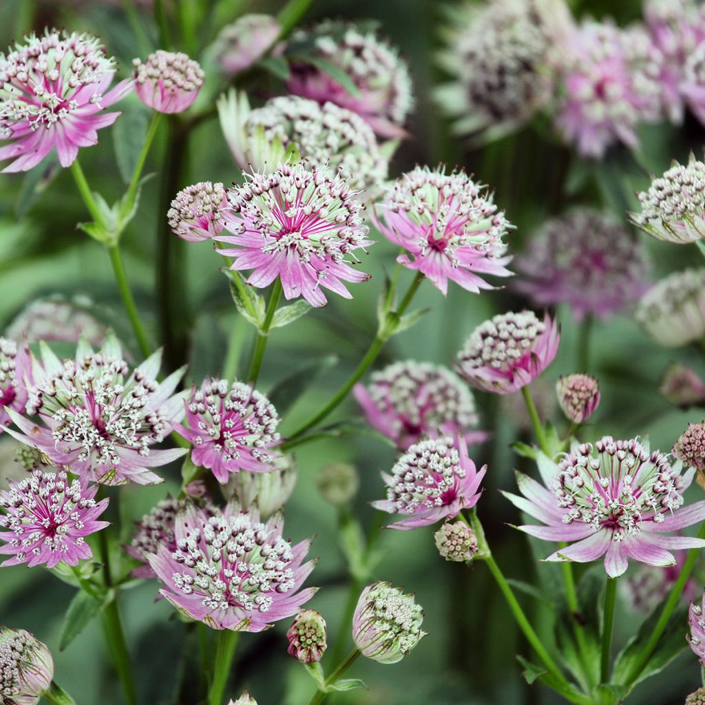 Sanícula hembra Buckland - Astrantia major