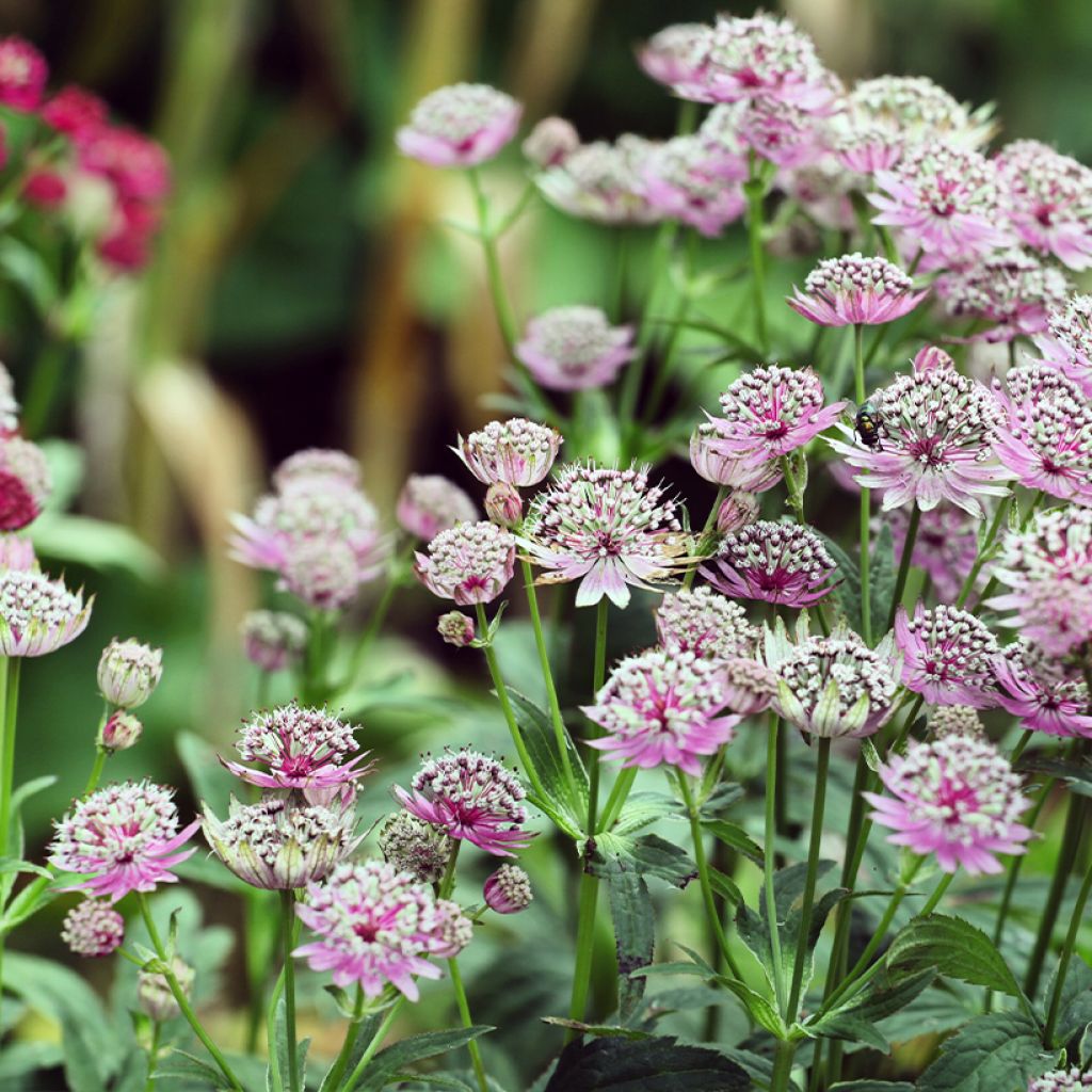 Sanícula hembra Buckland - Astrantia major