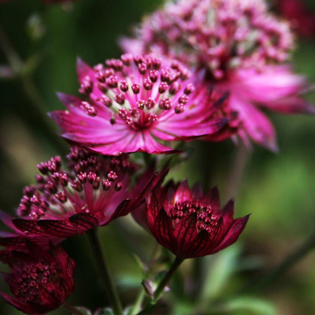 Astrance - Astrantia major Burgundy Manor