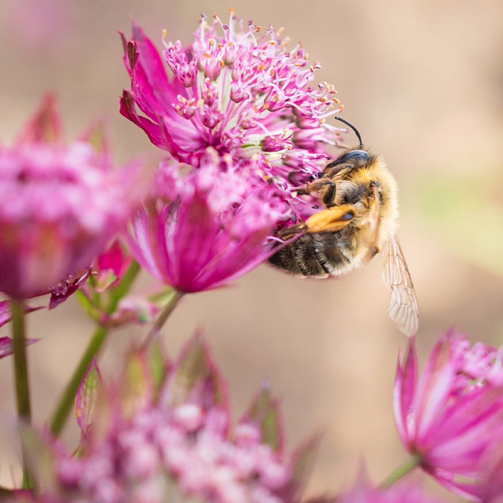 Sanícula hembra Claret - Astrantia major