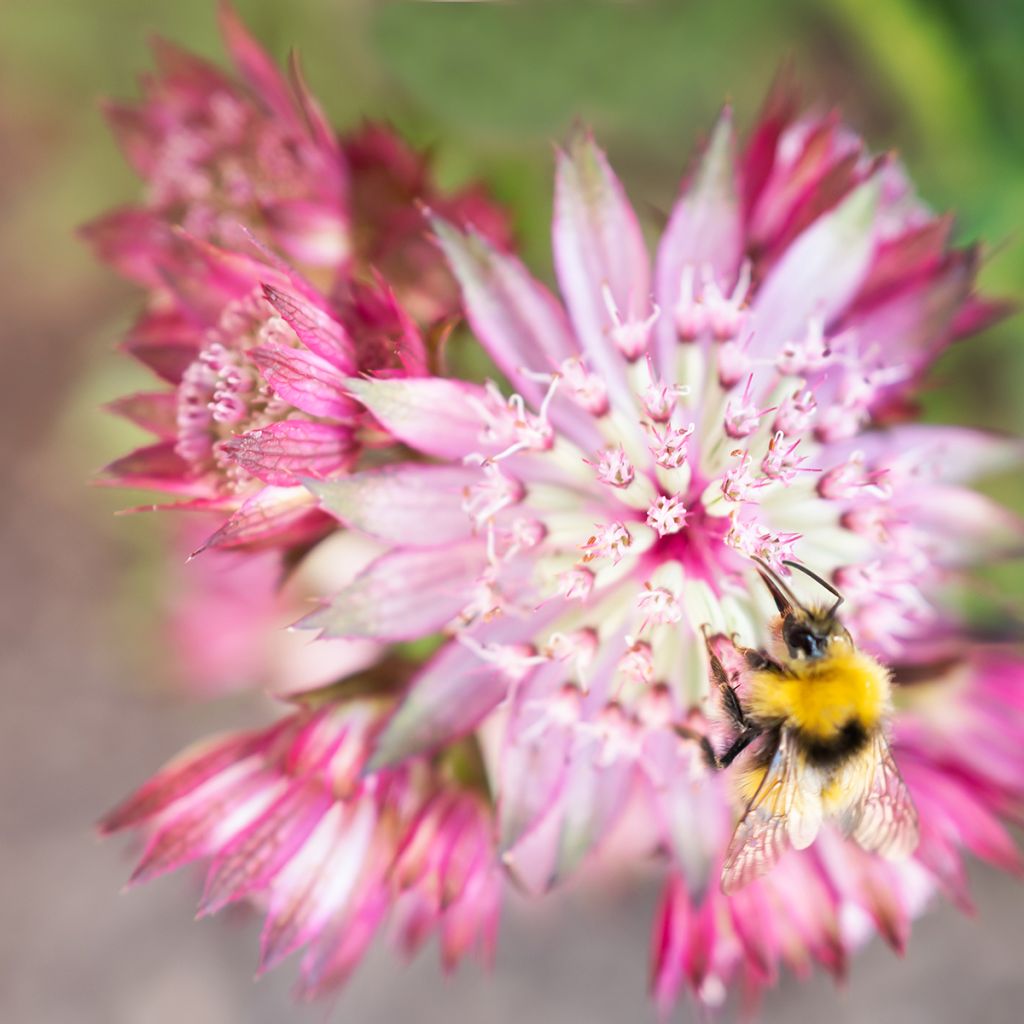 Sanícula hembra Claret - Astrantia major