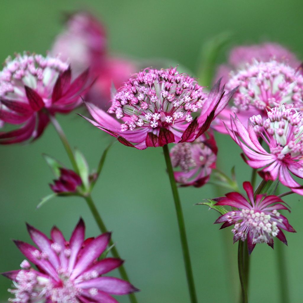 Sanícula hembra Claret - Astrantia major