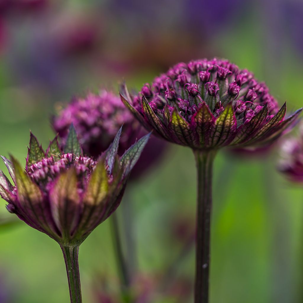 Sanícula hembra Hadspen Blood - Astrantia major