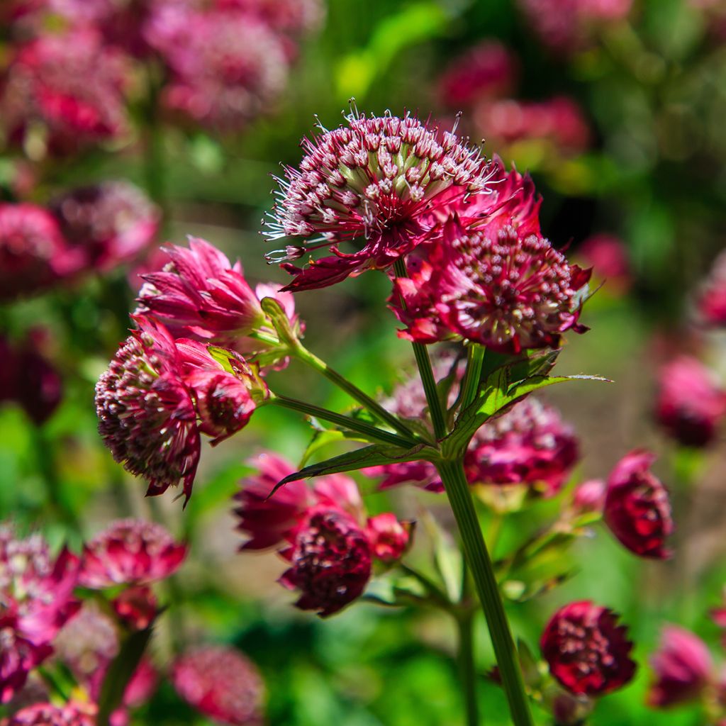 Sanícula hembra Lars - Astrantia major