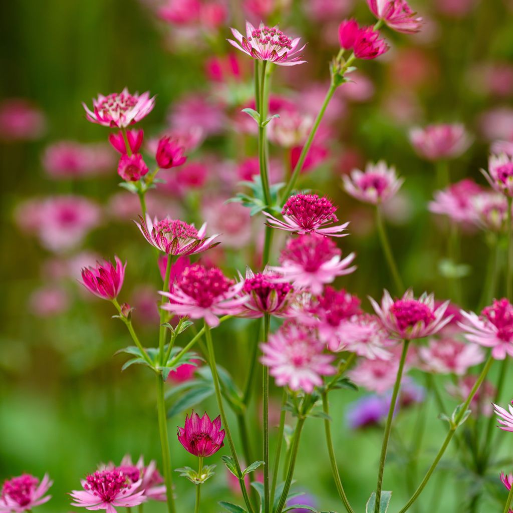 Sanícula hembra Lars - Astrantia major