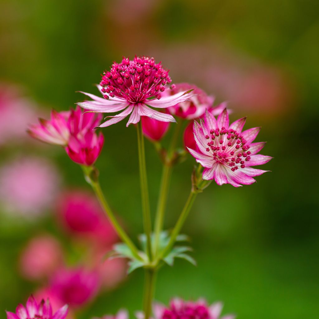 Sanícula hembra Lars - Astrantia major