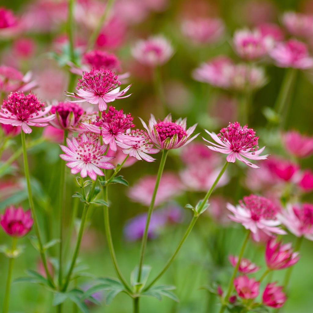 Sanícula hembra Lars - Astrantia major