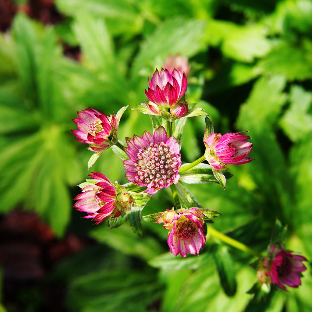 Sanícula hembra Lars - Astrantia major