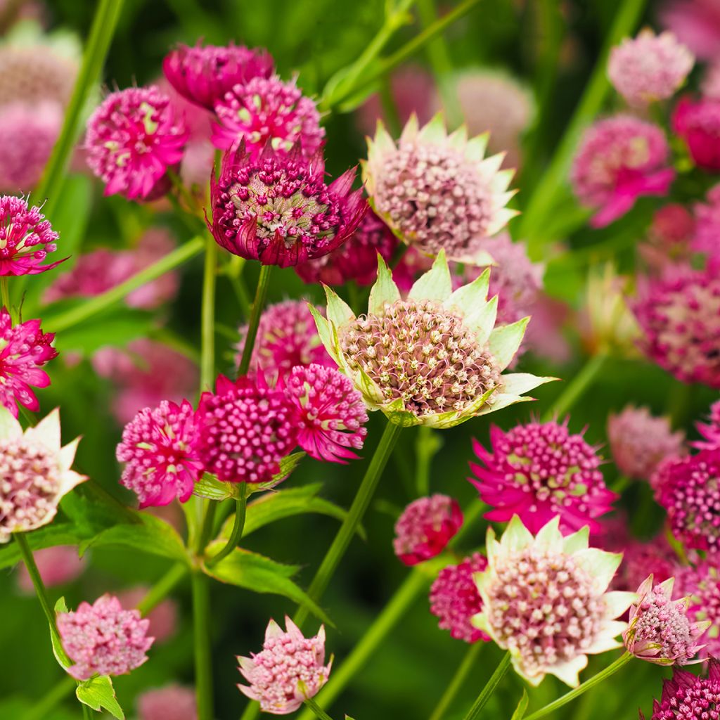 Sanícula hembra Moulin Rouge - Astrantia major