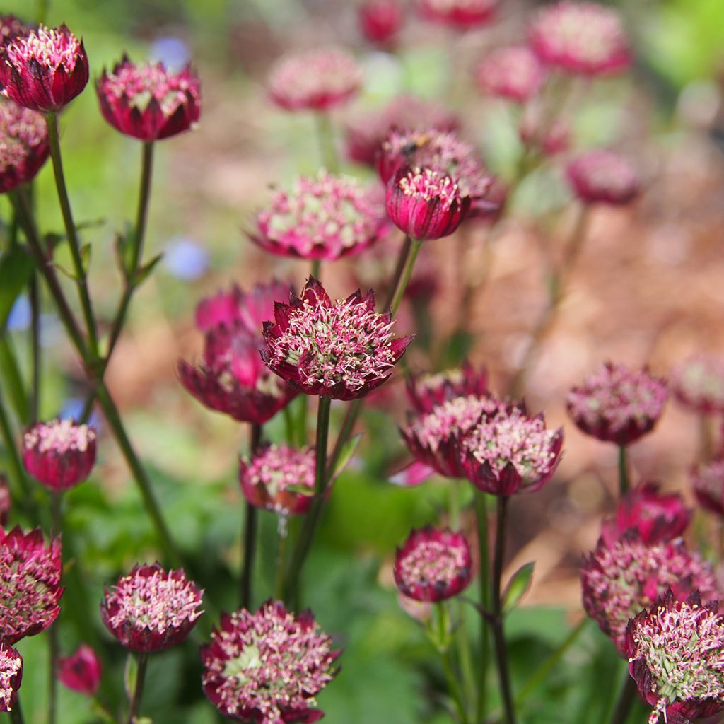 Sanícula hembra Moulin Rouge - Astrantia major