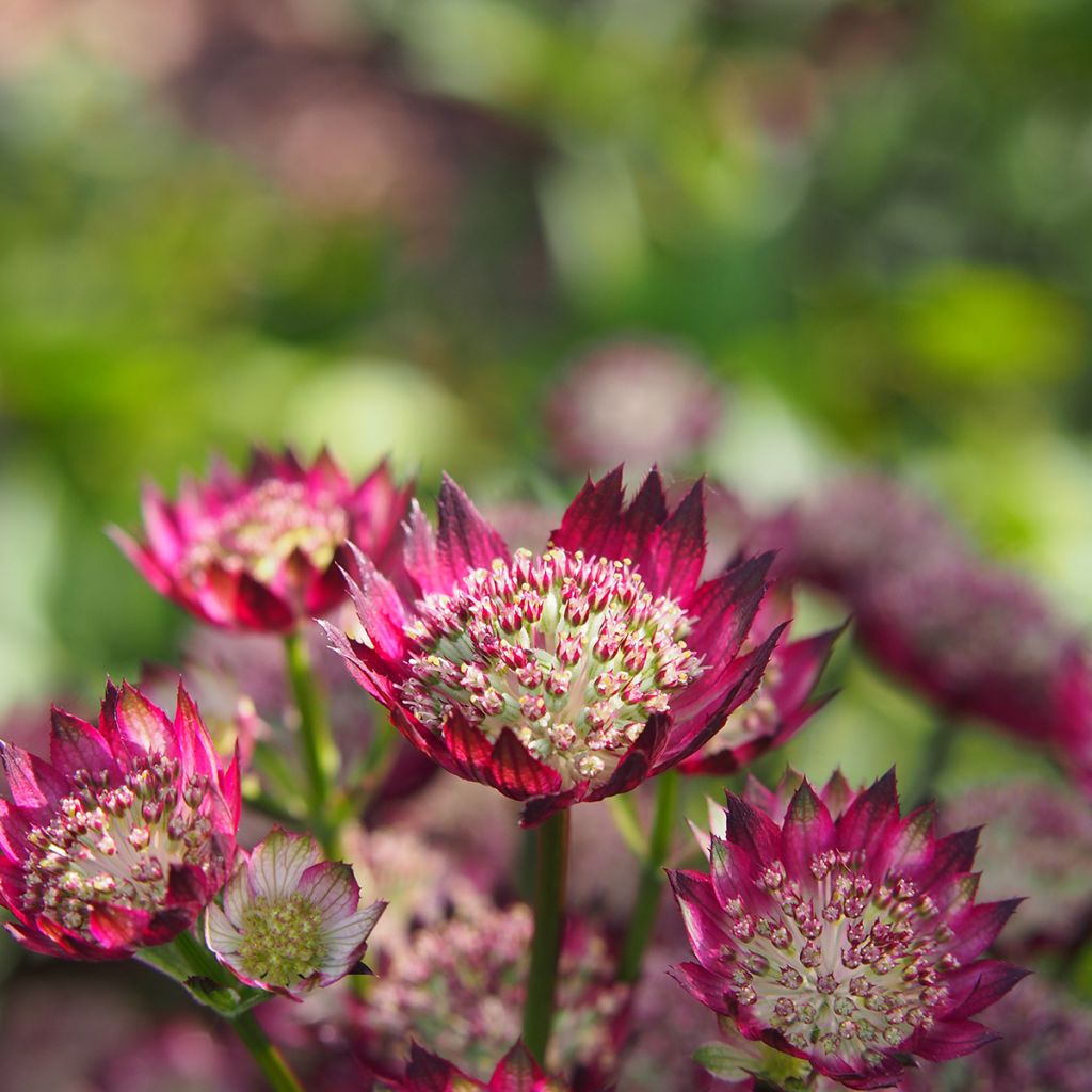 Sanícula hembra Moulin Rouge - Astrantia major