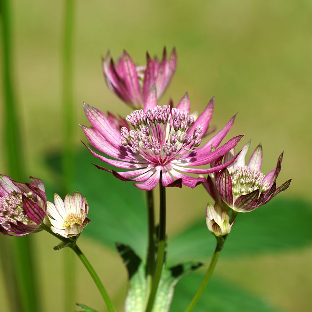 Sanícula hembra Primadonna - Astrantia major