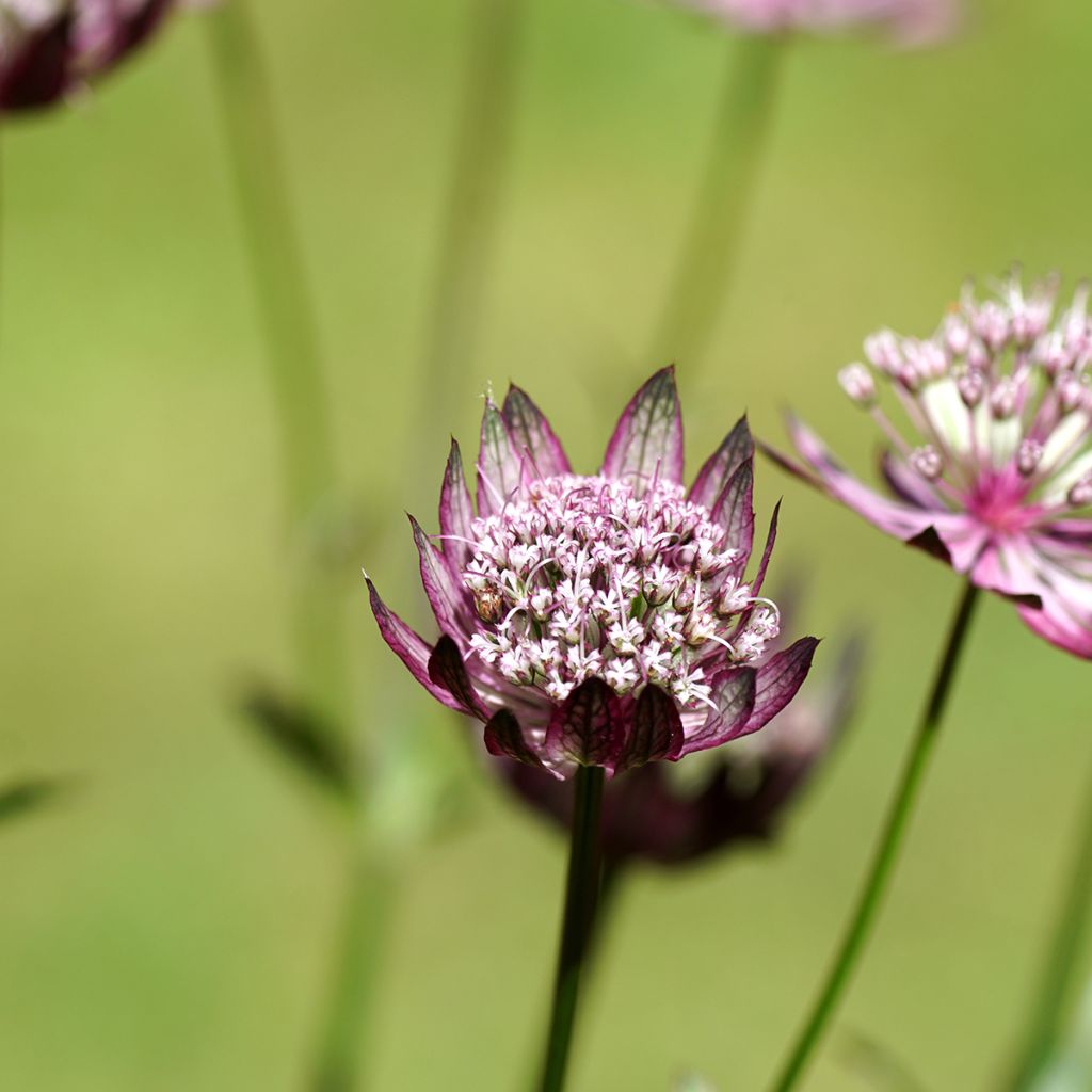 Sanícula hembra Primadonna - Astrantia major