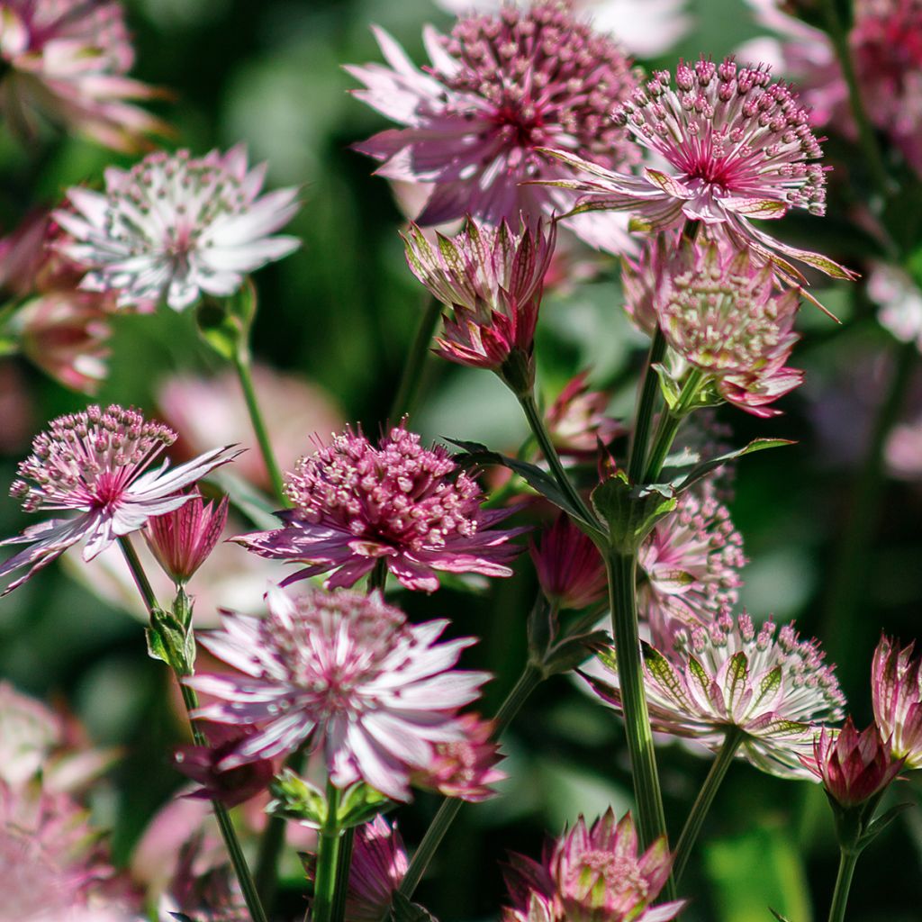 Sanícula hembra Roma - Astrantia major