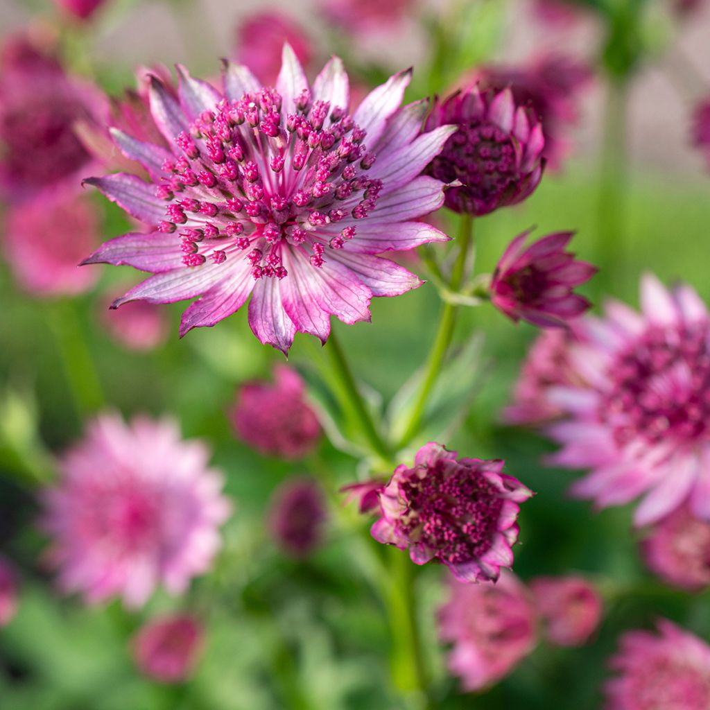 Sanícula hembra Roma - Astrantia major