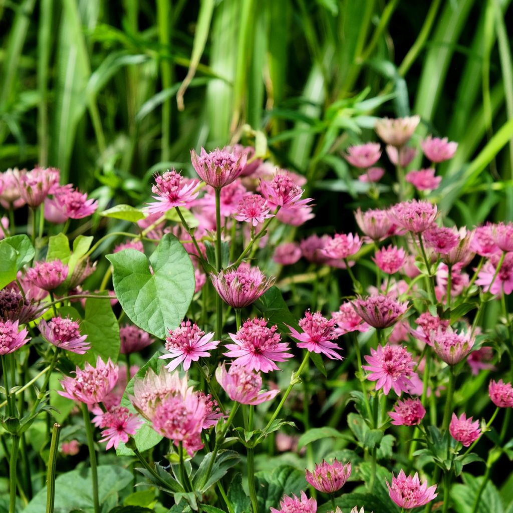 Sanícula hembra Roma - Astrantia major