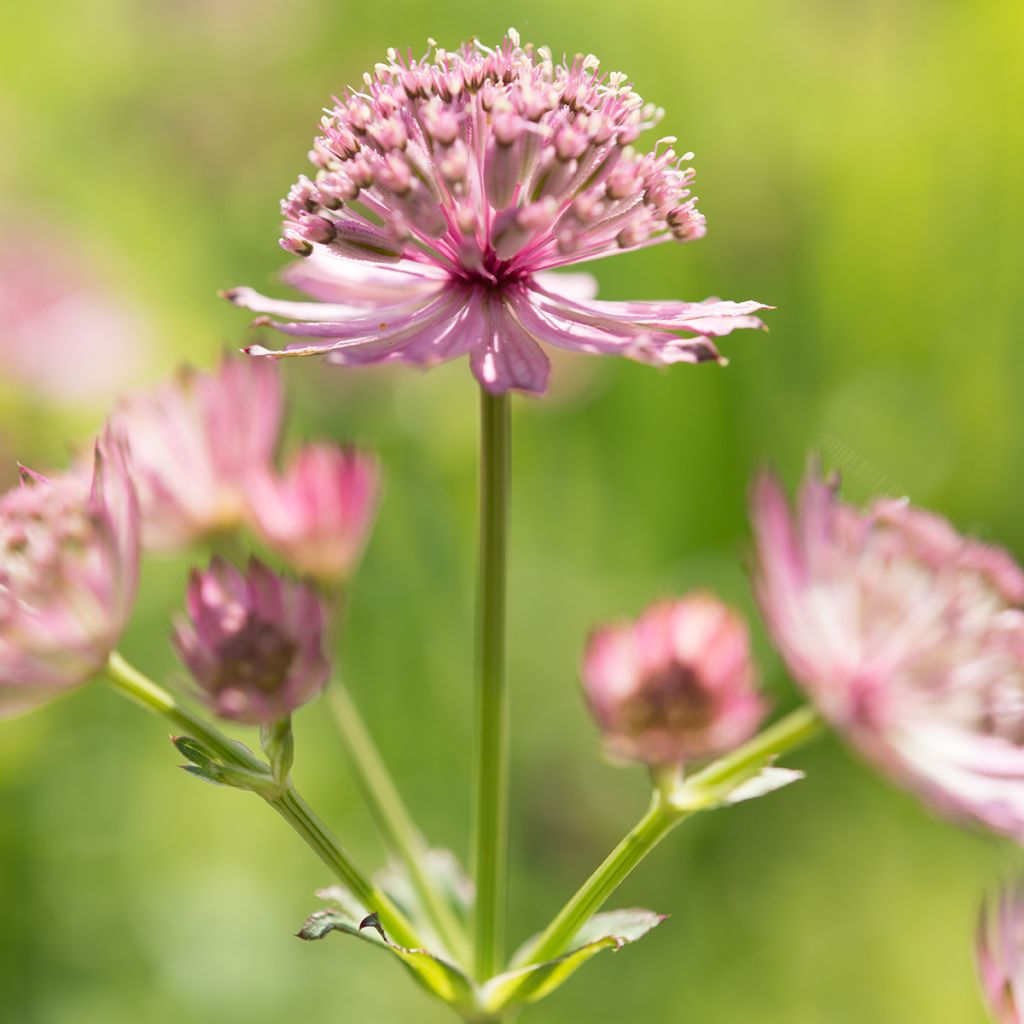 Sanícula hembra Roma - Astrantia major