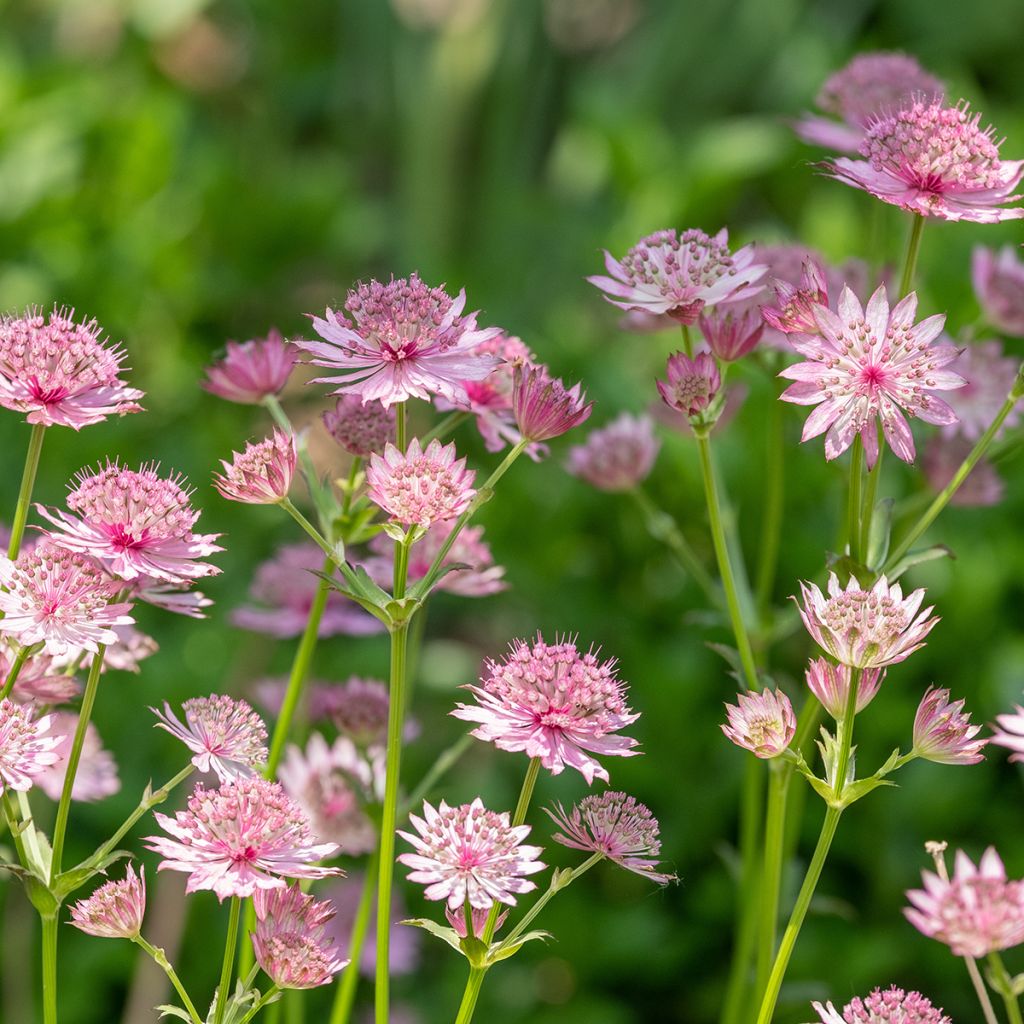 Sanícula hembra Roma - Astrantia major