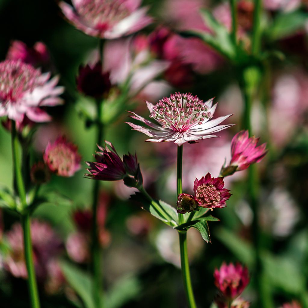 Sanícula hembra Roma - Astrantia major