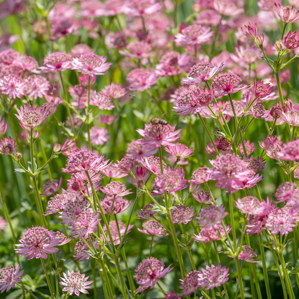 Sanícula hembra Roma - Astrantia major