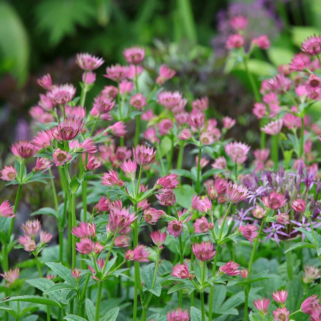 Sanícula hembra Roma - Astrantia major