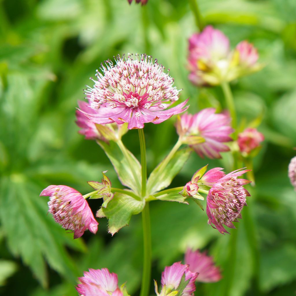 Sanícula hembra Rosea - Astrantia major