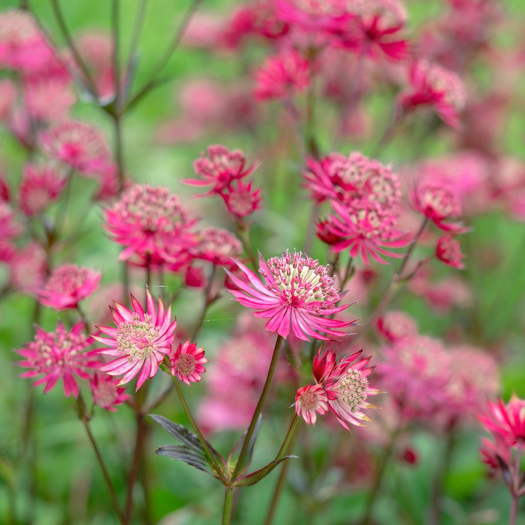 Sanícula hembra Ruby Star - Astrantia major