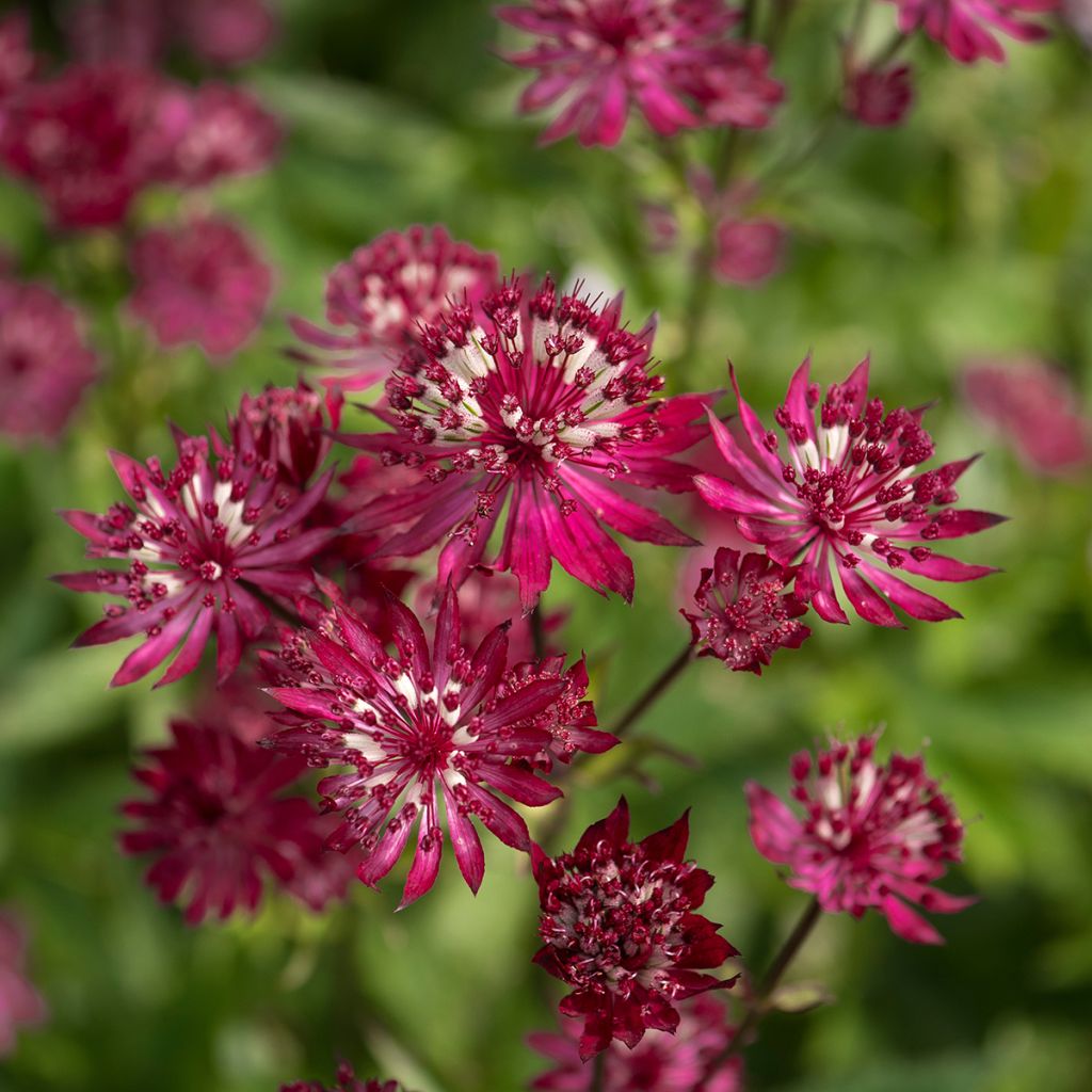 Sanícula hembra Ruby Wedding - Astrantia major