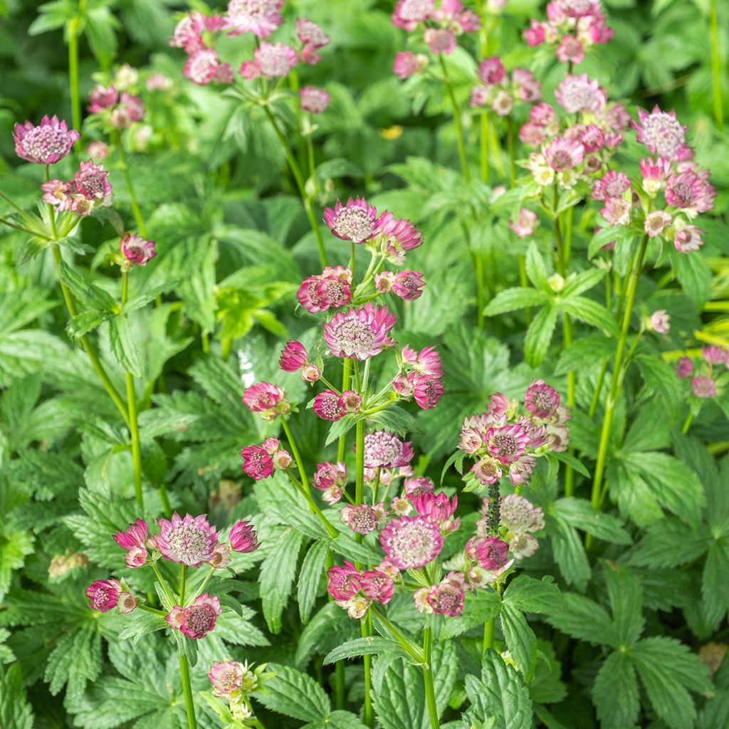 Sanícula hembra Ruby Wedding - Astrantia major