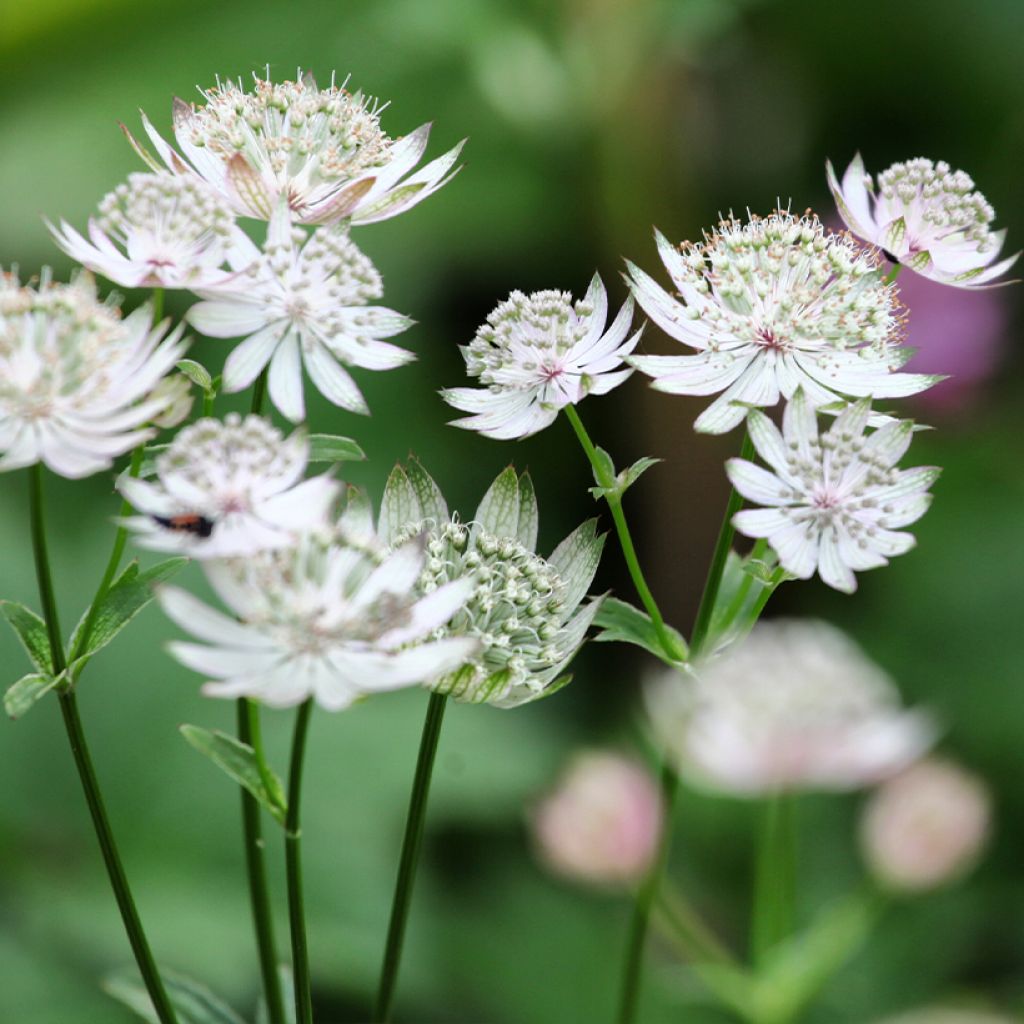 Sanícula hembra Shaggy - Astrantia major