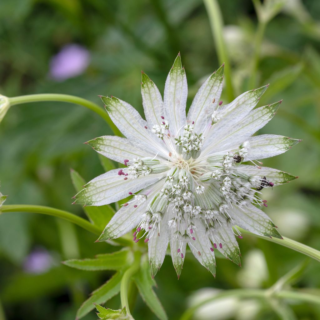 Sanícula hembra Shaggy - Astrantia major