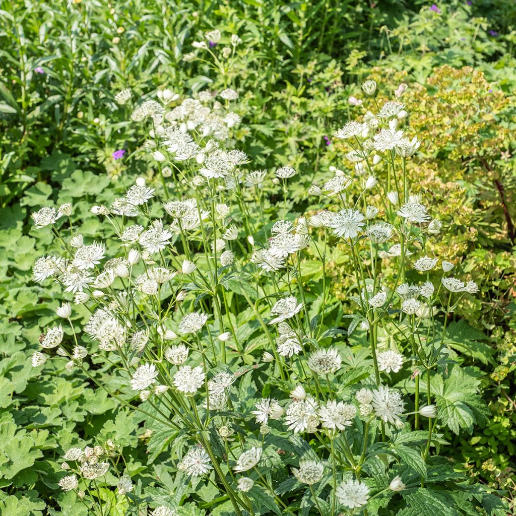 Sanícula hembra Shaggy - Astrantia major