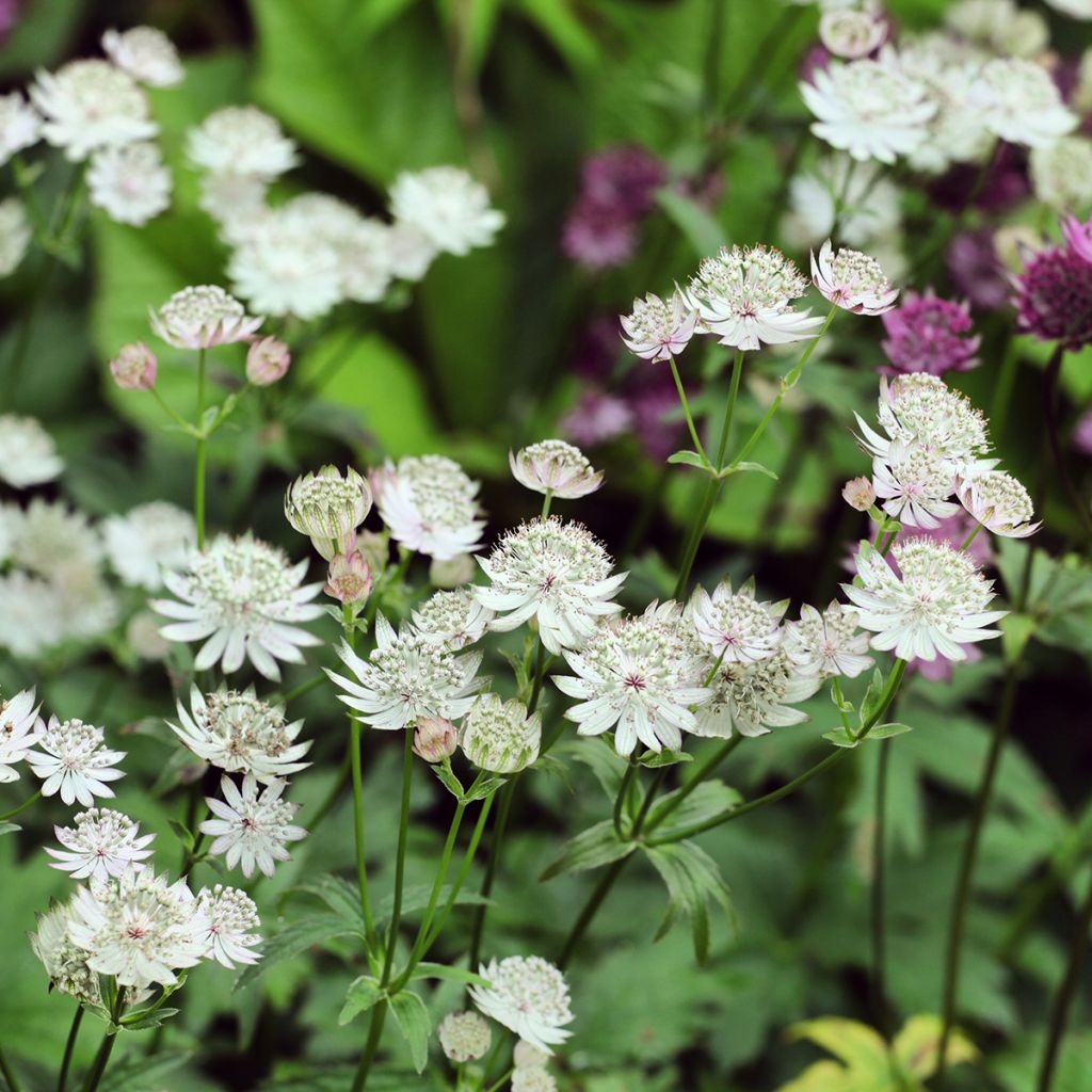 Sanícula hembra Shaggy - Astrantia major